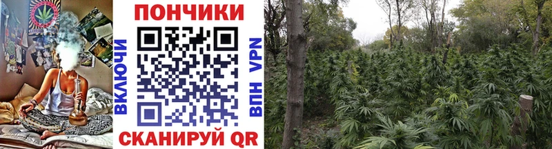 Каннабис план mega tor это официальный сайт Бабушкин